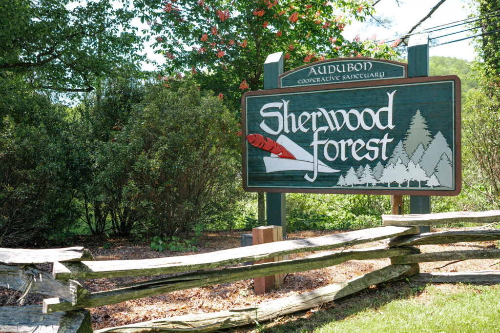 Sherwood Forest near Brevard, NC